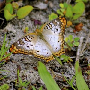 white peacock butterfly